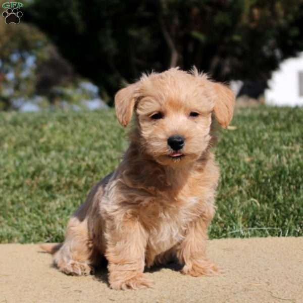 Adrian, Westiepoo Puppy