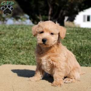 Adrian, Westiepoo Puppy