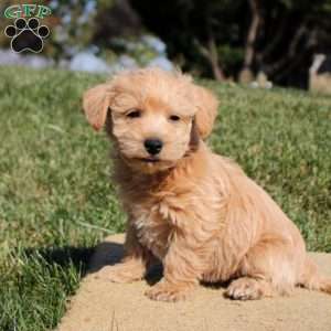 Adrian, Westiepoo Puppy