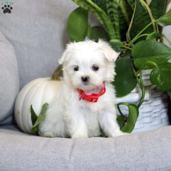 Aleah, Maltese Puppy