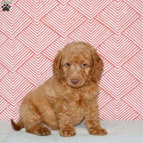 Alex, Mini Goldendoodle Puppy