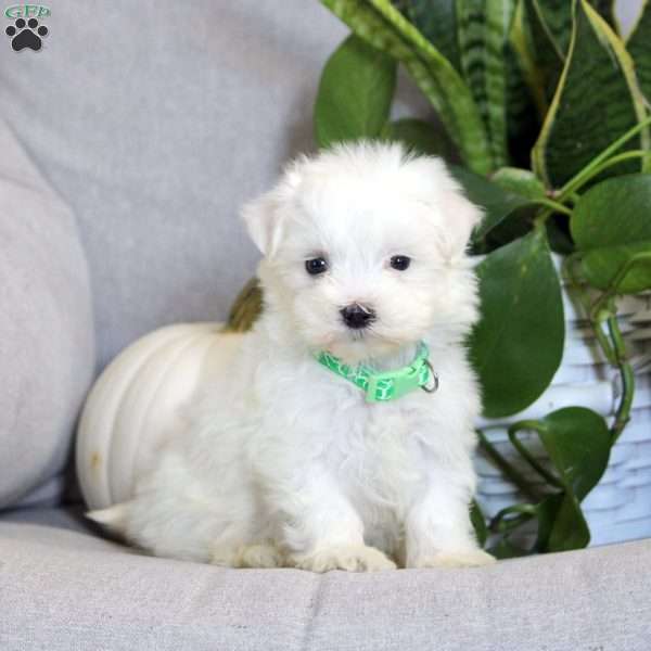 Alex, Maltese Puppy