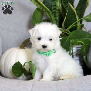 Alex, Maltese Puppy