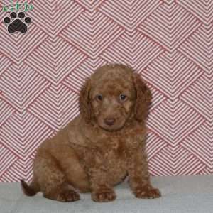 Alex, Mini Goldendoodle Puppy