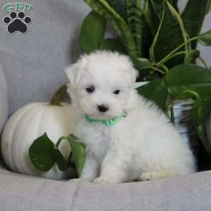 Alex, Maltese Puppy