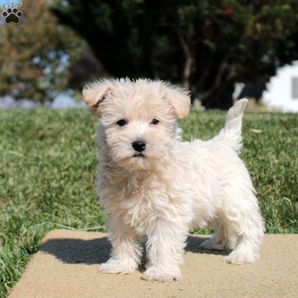 Alex, Westiepoo Puppy