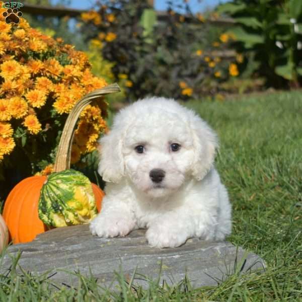 Alfie, Bichon Frise Puppy