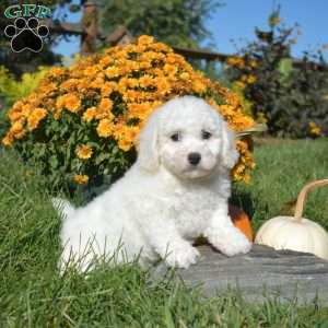 Alfie, Bichon Frise Puppy