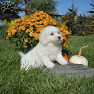 Alfie, Bichon Frise Puppy