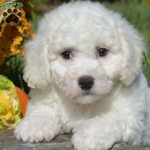 Alfie, Bichon Frise Puppy