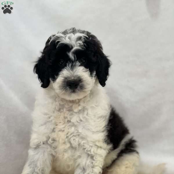 Alfie, Mini Goldendoodle Puppy