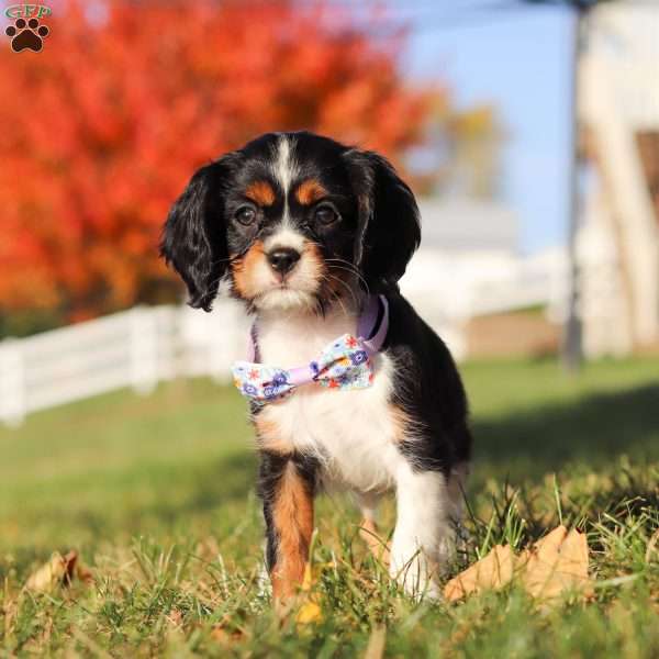 Alice, Cavalier King Charles Spaniel Puppy