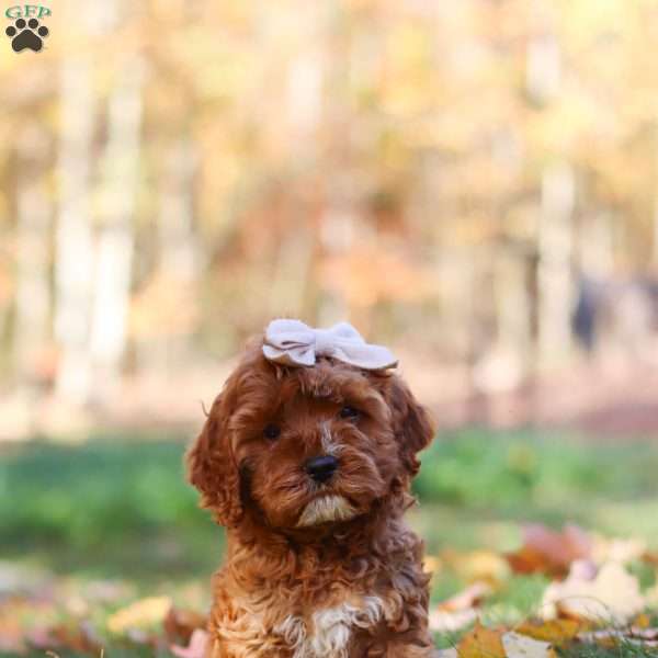 Alice, Cockapoo Puppy