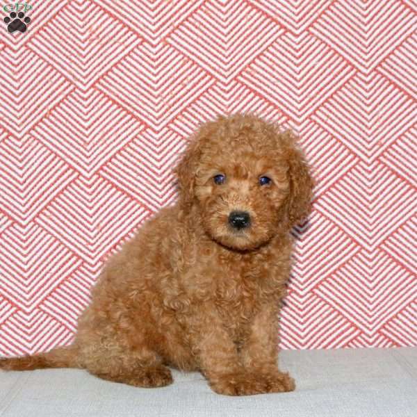 Alice, Mini Goldendoodle Puppy