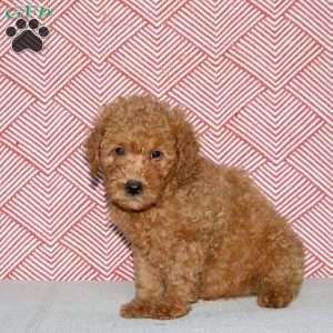 Alice, Mini Goldendoodle Puppy