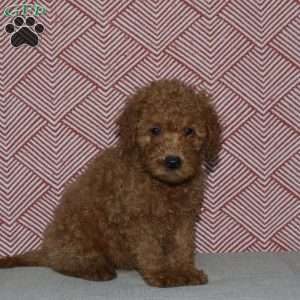 Alice, Mini Goldendoodle Puppy