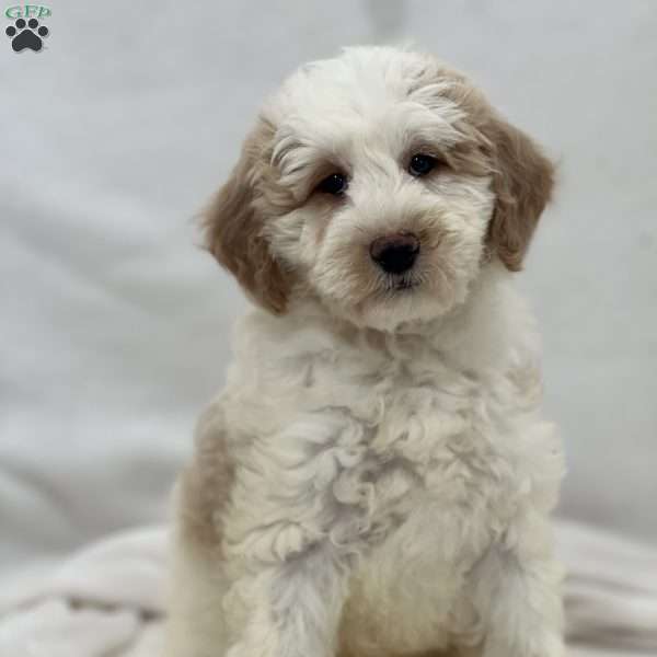 Alice, Mini Goldendoodle Puppy