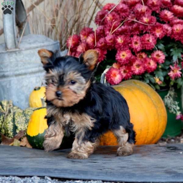 Alisha, Yorkie Puppy