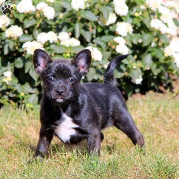 Alisha, French Bulldog Mix Puppy