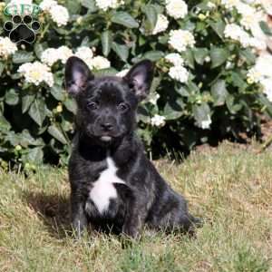 Alisha, French Bulldog Mix Puppy