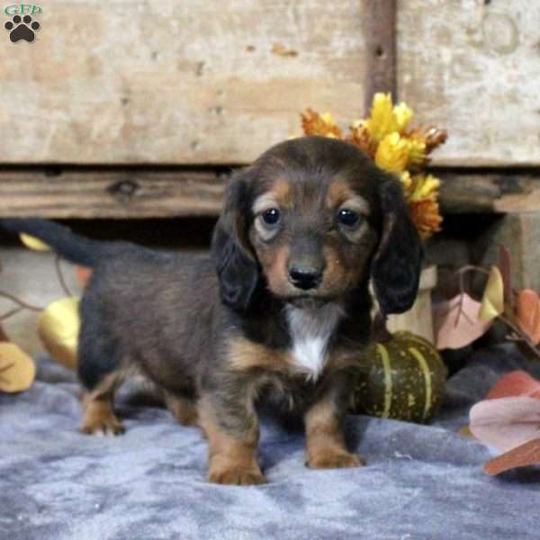 Alison-Mini, Dachshund Puppy