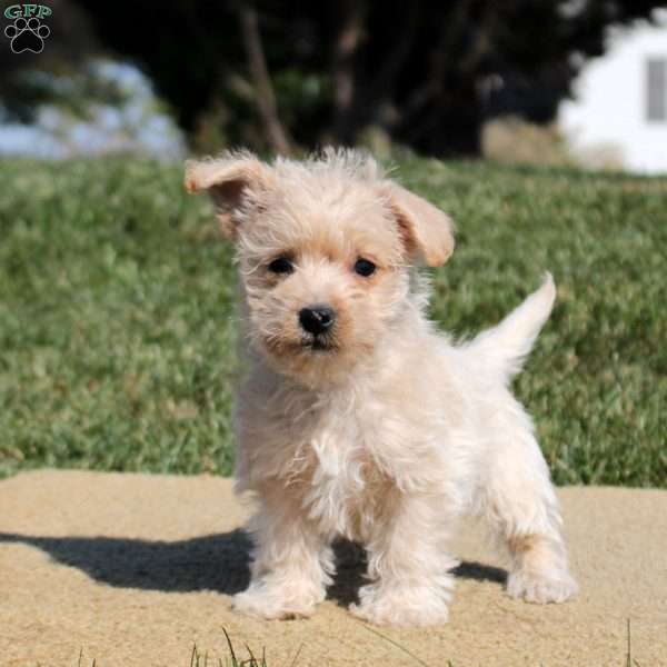 Allie, Westiepoo Puppy