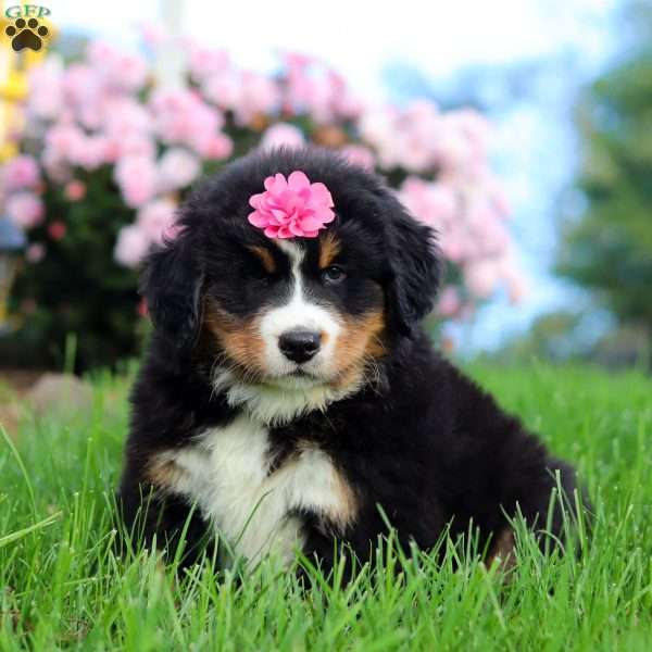 Amber, Bernese Mountain Dog Puppy