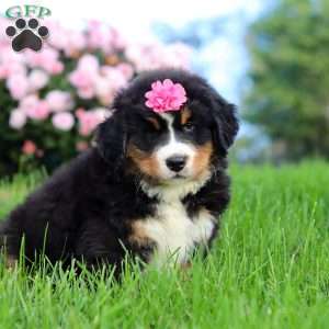 Amber, Bernese Mountain Dog Puppy