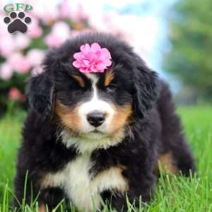 Amber, Bernese Mountain Dog Puppy