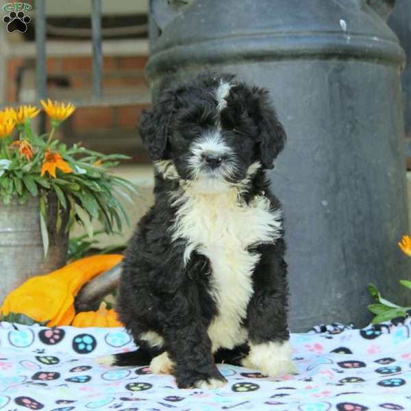 Amber, Bernedoodle Puppy