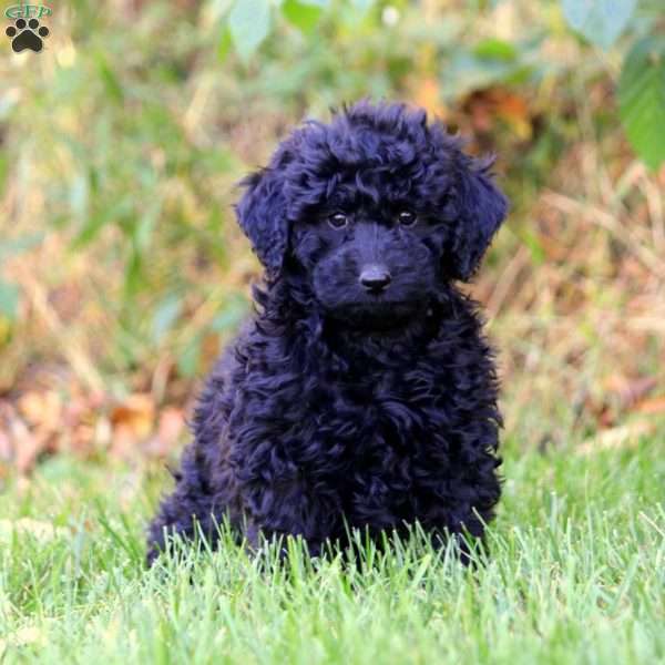 Amber, Mini Goldendoodle Puppy