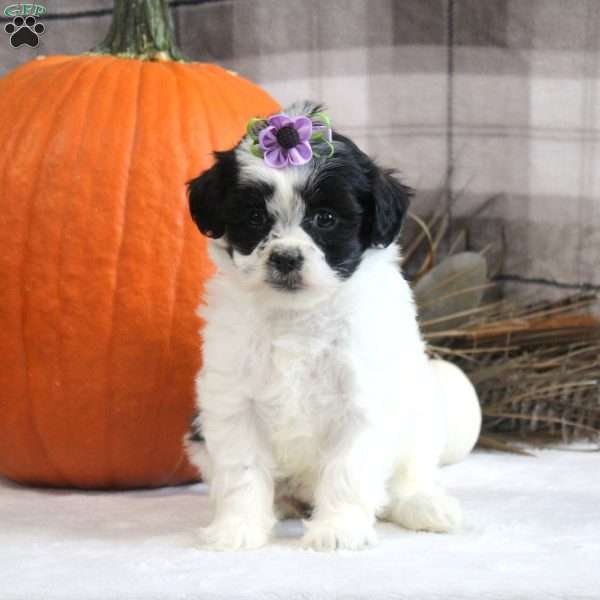 Amber, Shih Tzu Mix Puppy