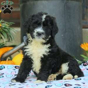 Amber, Bernedoodle Puppy