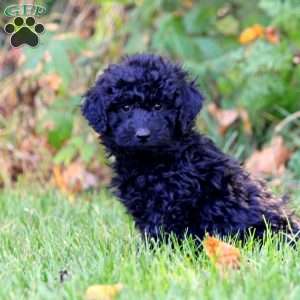 Amber, Mini Goldendoodle Puppy