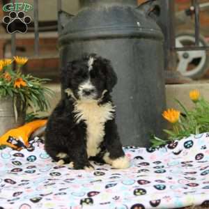 Amber, Bernedoodle Puppy