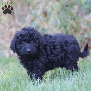 Amber, Mini Goldendoodle Puppy