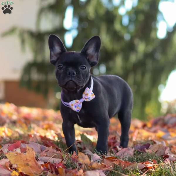 Amelia, French Bulldog Puppy