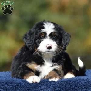 Amos, Mini Bernedoodle Puppy