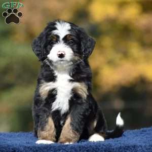 Amos, Mini Bernedoodle Puppy