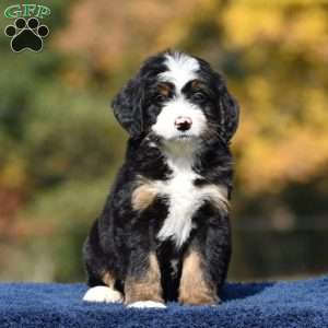 Amos, Mini Bernedoodle Puppy