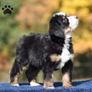 Amos, Mini Bernedoodle Puppy