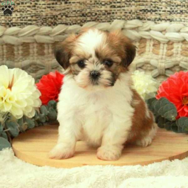 Amy, Shih Tzu Puppy