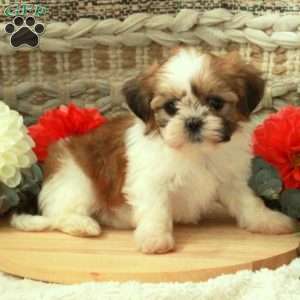 Amy, Shih Tzu Puppy