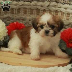 Amy, Shih Tzu Puppy