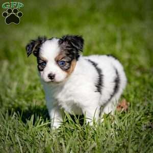 Andre, Papillon Puppy