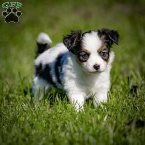 Andre, Papillon Puppy