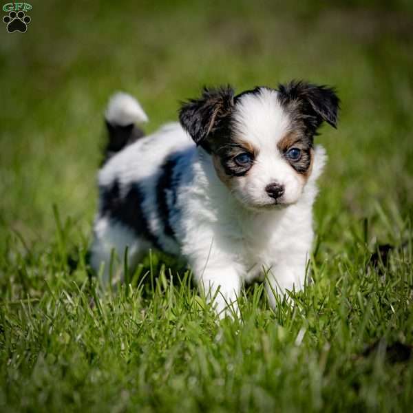 Andre, Papillon Puppy