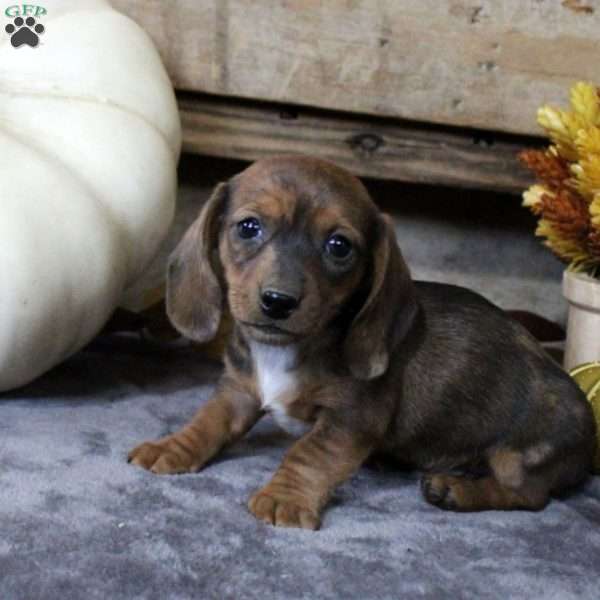 Andre-Mini, Dachshund Puppy