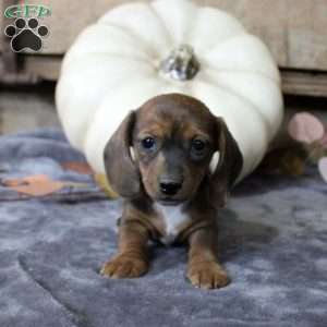 Andre-Mini, Dachshund Puppy