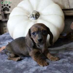 Andre-Mini, Dachshund Puppy